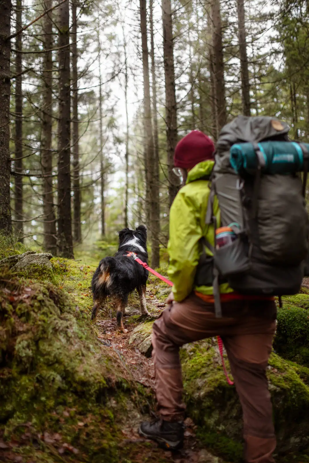Vandring i skog – människor rör sig längs en stig omgivna av träd och dagsljus.